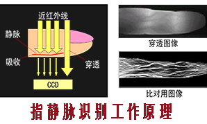靜脈識別技術原理圖.jpg